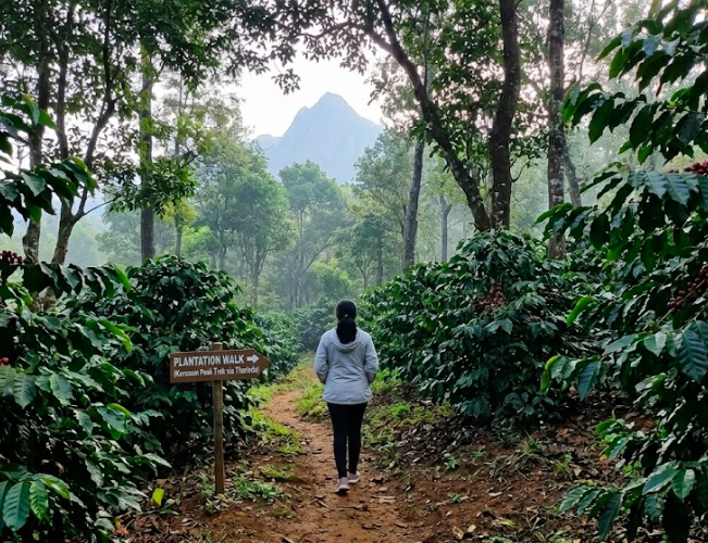 Bangalore to Wayanad: A Weekend That Starts the Moment You Pick the Right Stay - What's Actually Nearby (The Northern & Central Highlights) - Image 1